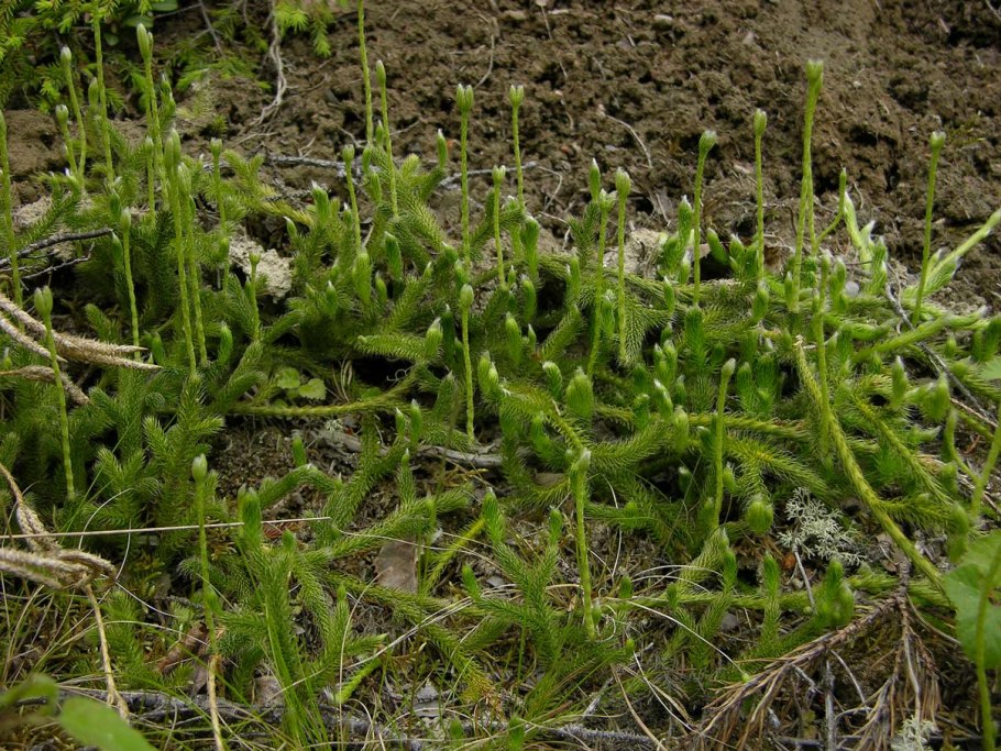 Плаун булавовидный отдел растений