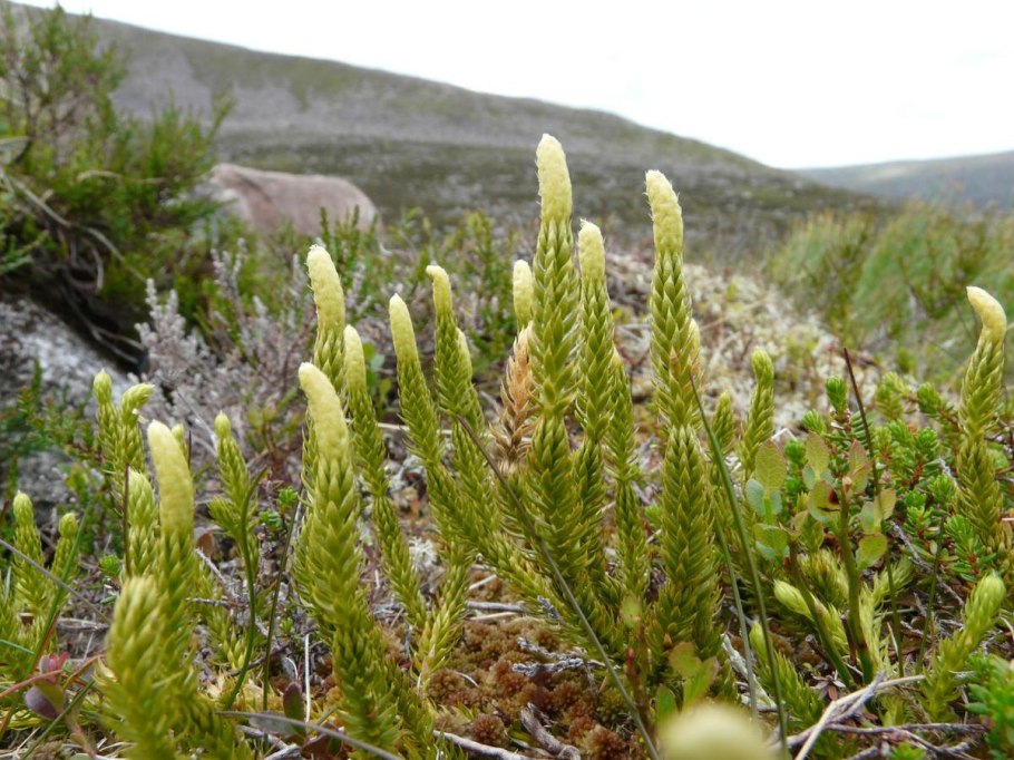 Булавовидный плаун