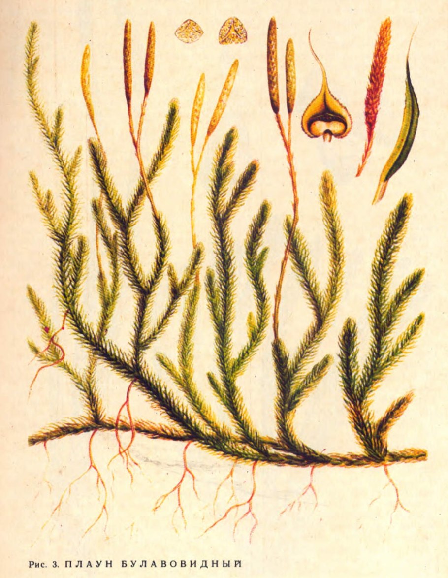 Плаун булавовидный (Lycopodium clavatum)