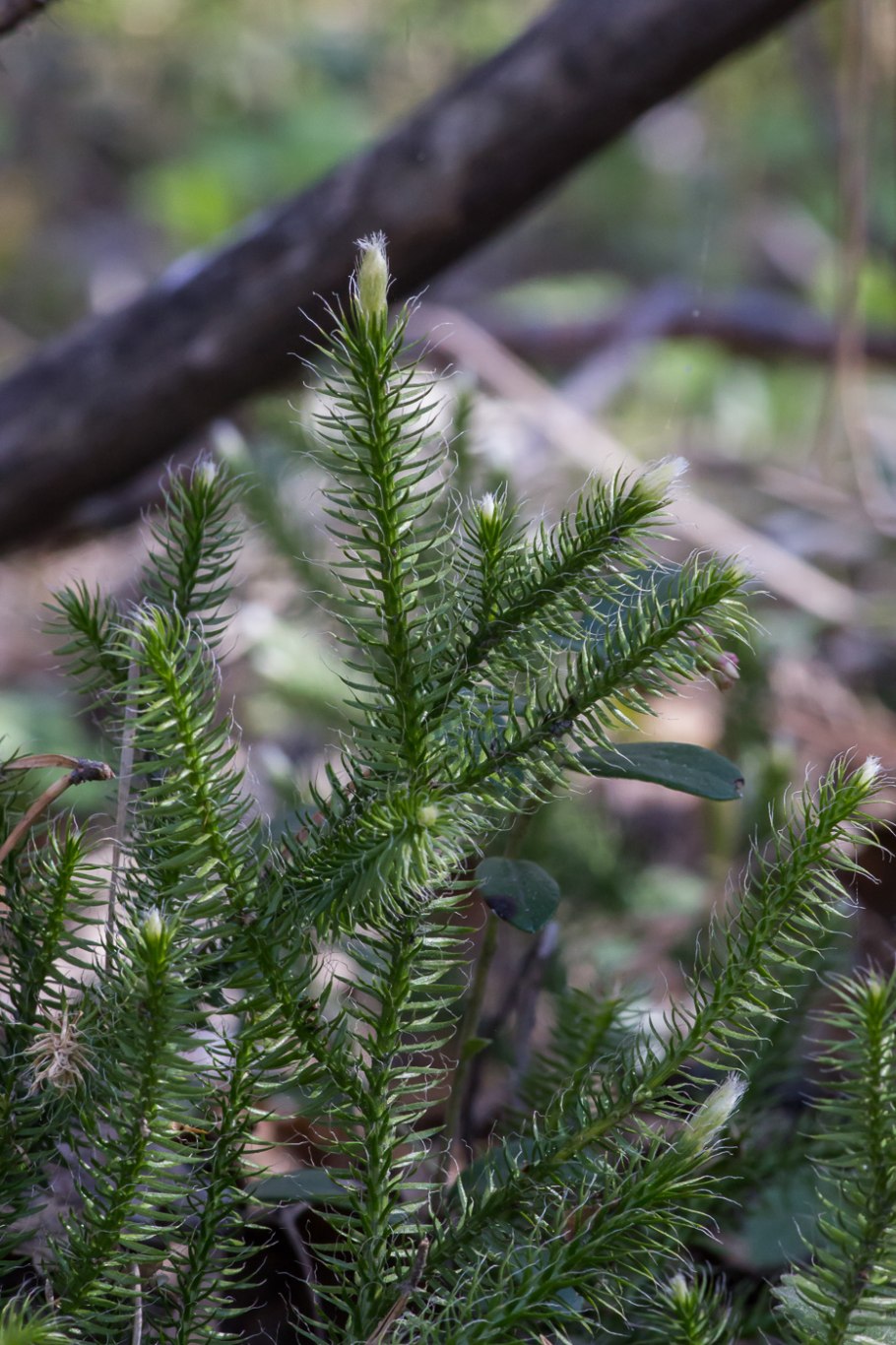 Плаун ликоподий