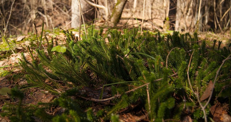 Растение плаун булавовидный