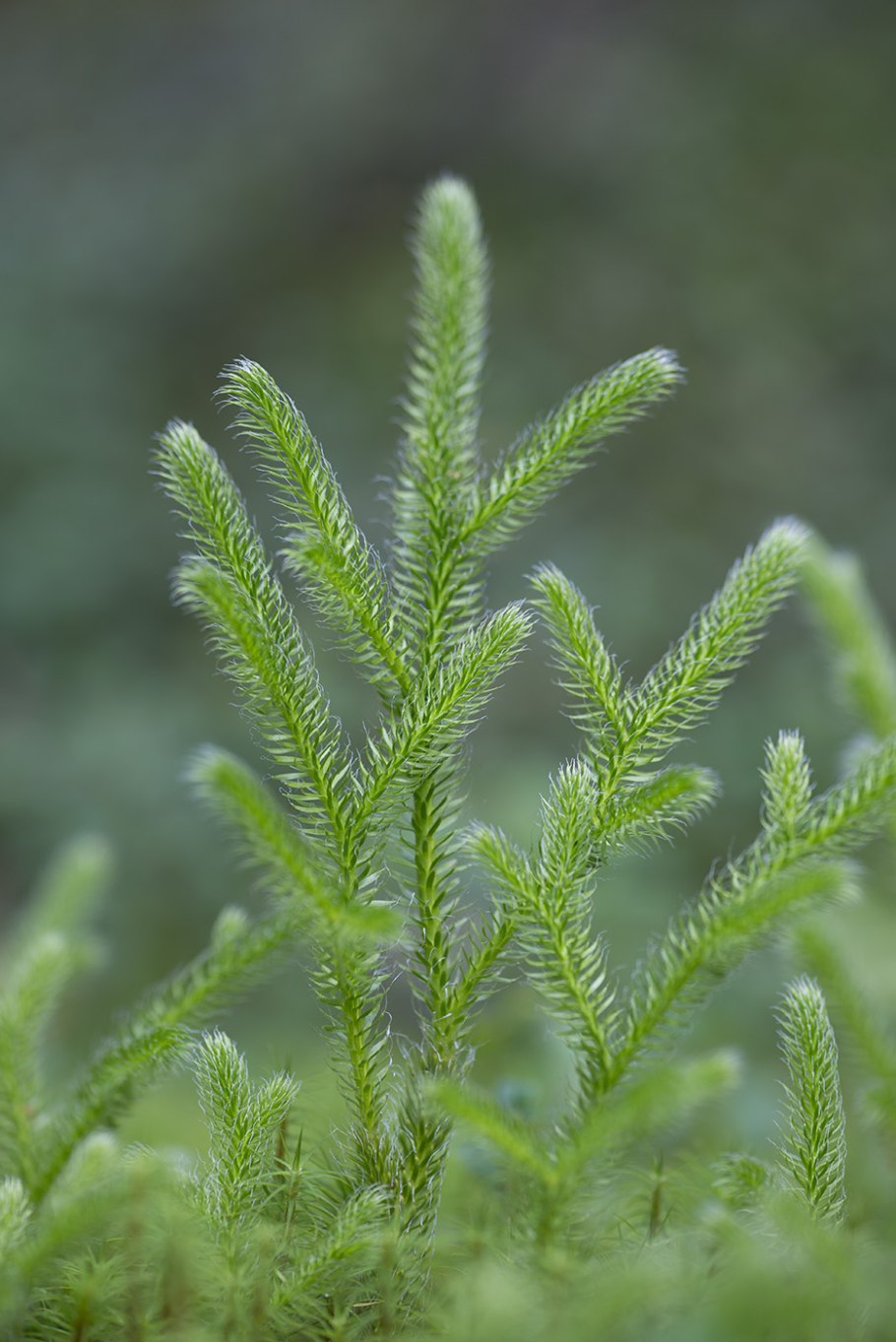 Плаун булавовидный гербарий