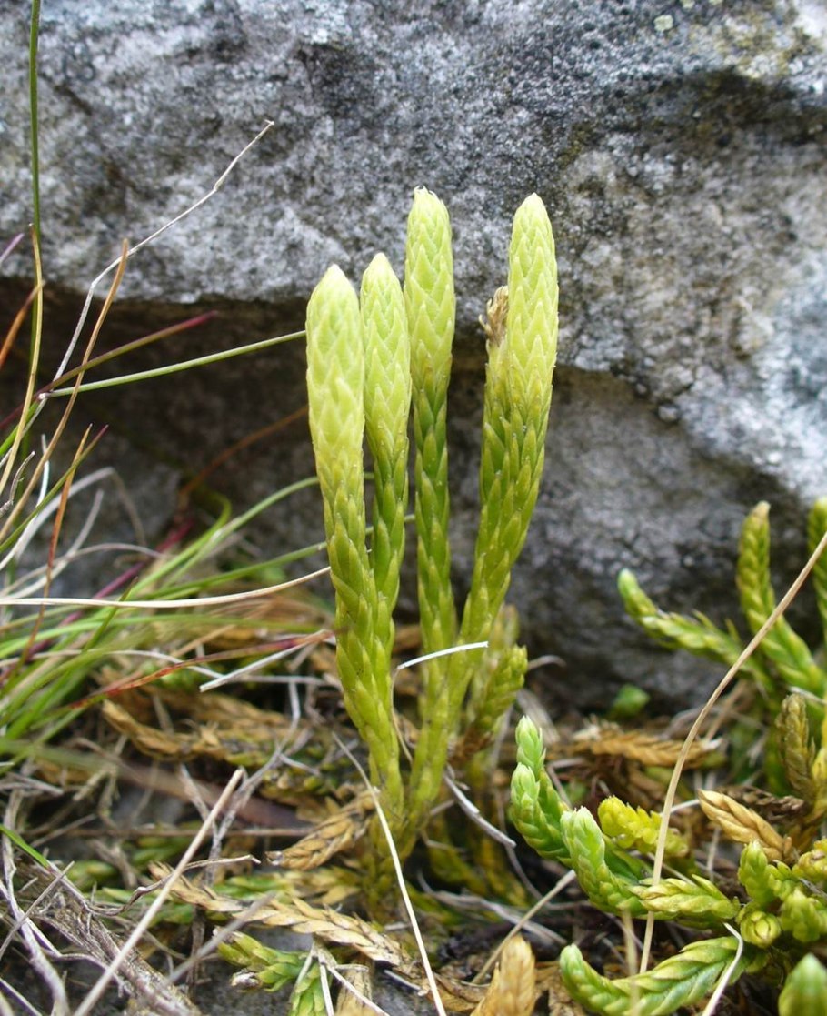 Lycopodium ликоподиум / плаун