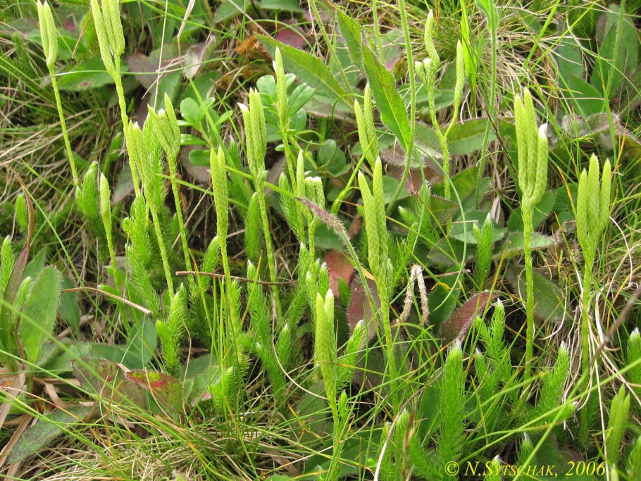 Плаун сплюснутый