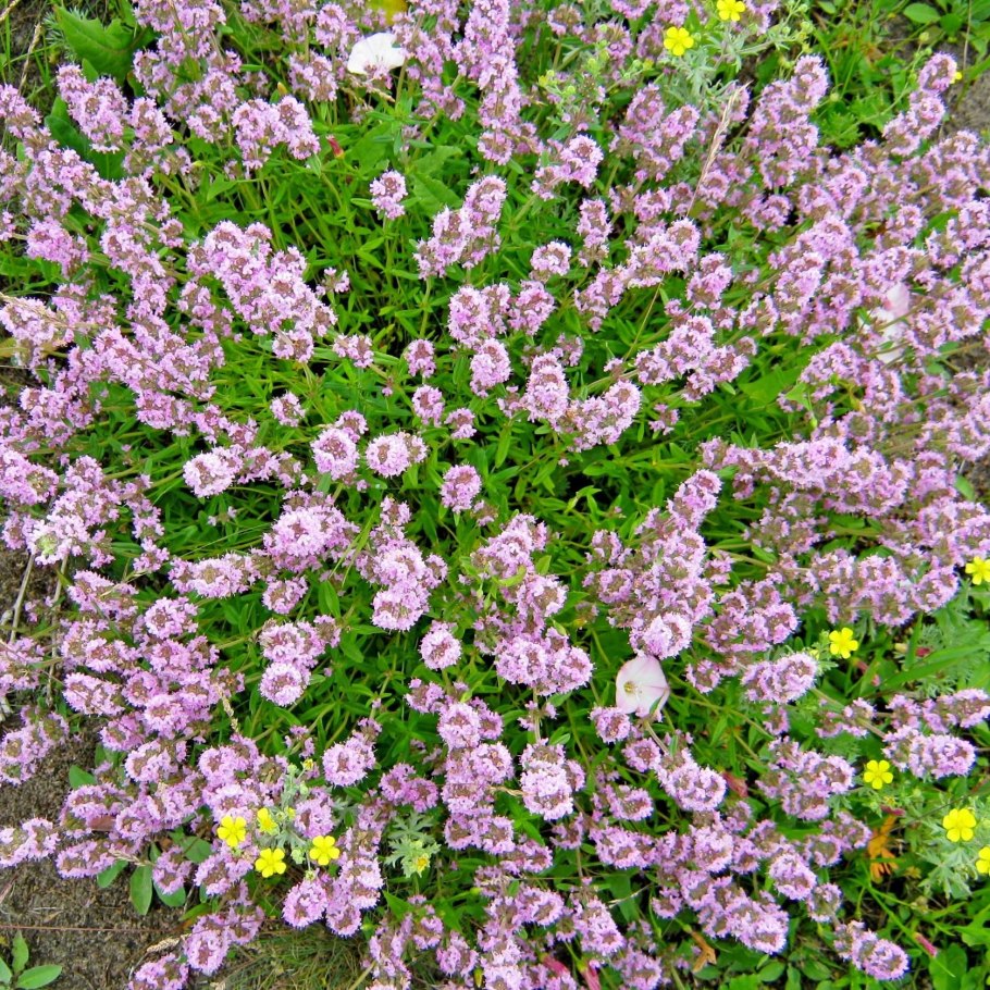 Тимьян обыкновенный (Thymus vulgaris `Fredo`)