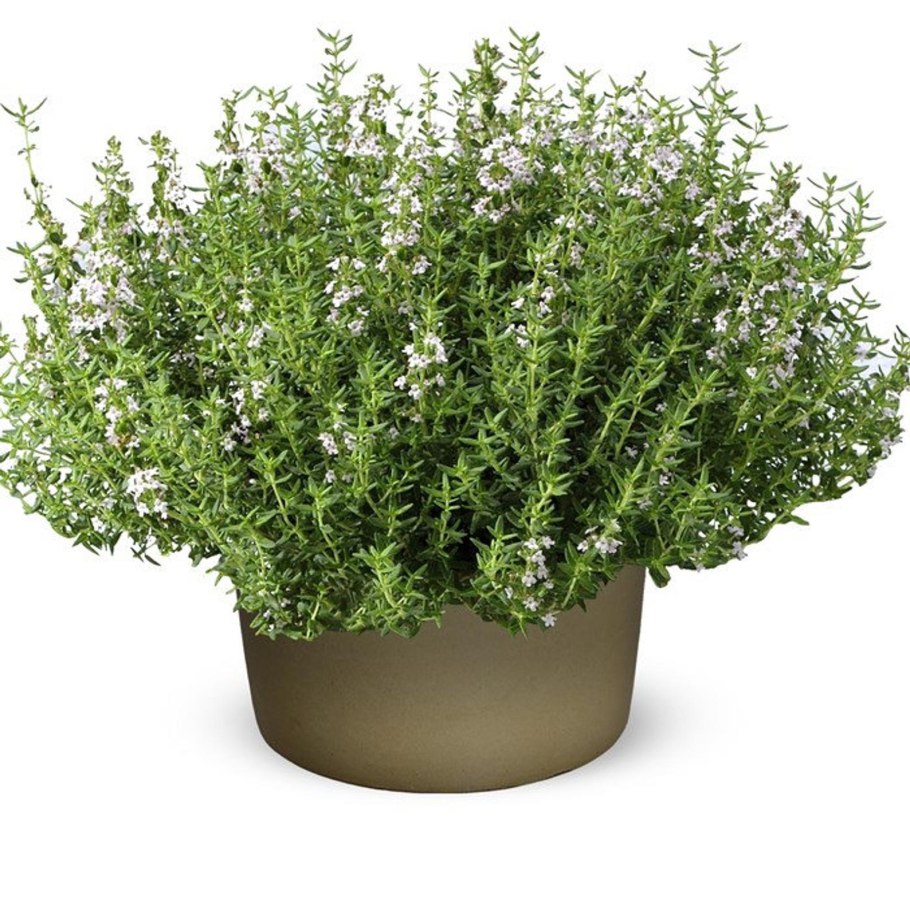 Тимьян Thymus longicaulis