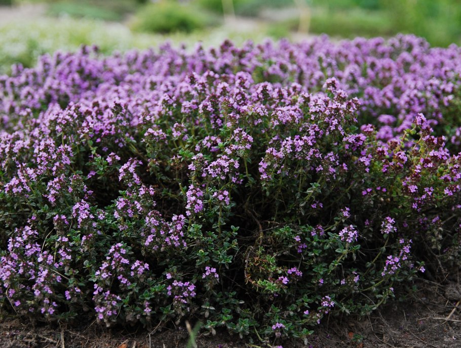 Тимьян (чабрец) обыкновенный (Thymus vulgaris)