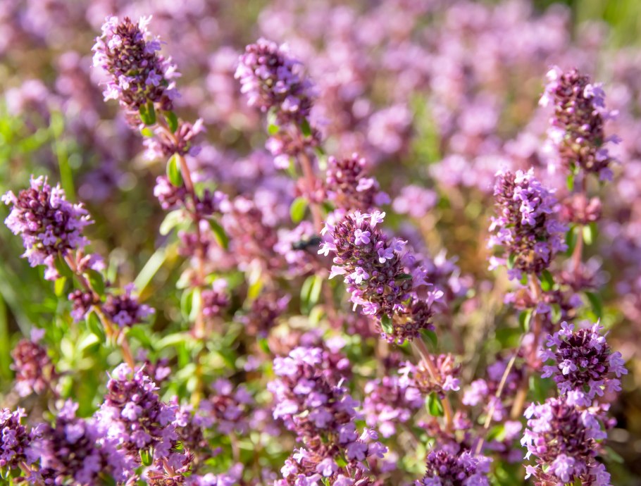 Тимьян обыкновенный (Thymus vulgaris `Fredo`)