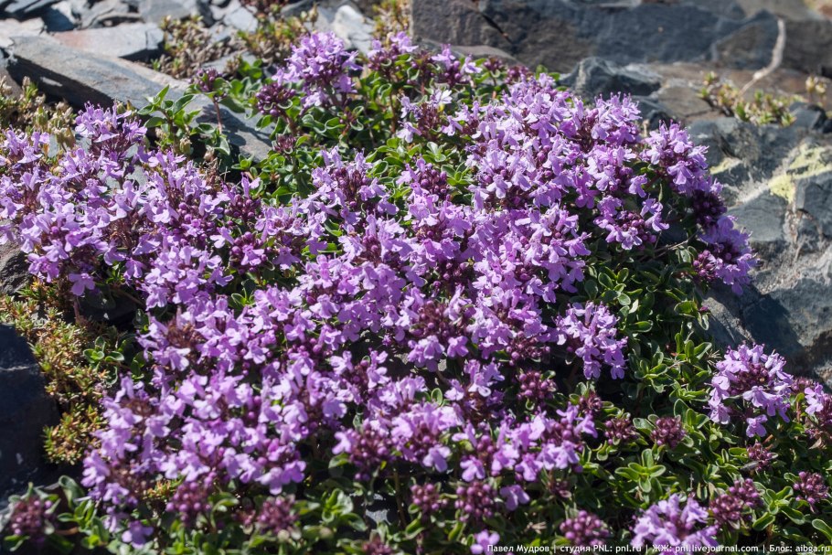 Тимьян ползучий (Thymus serpyllum)