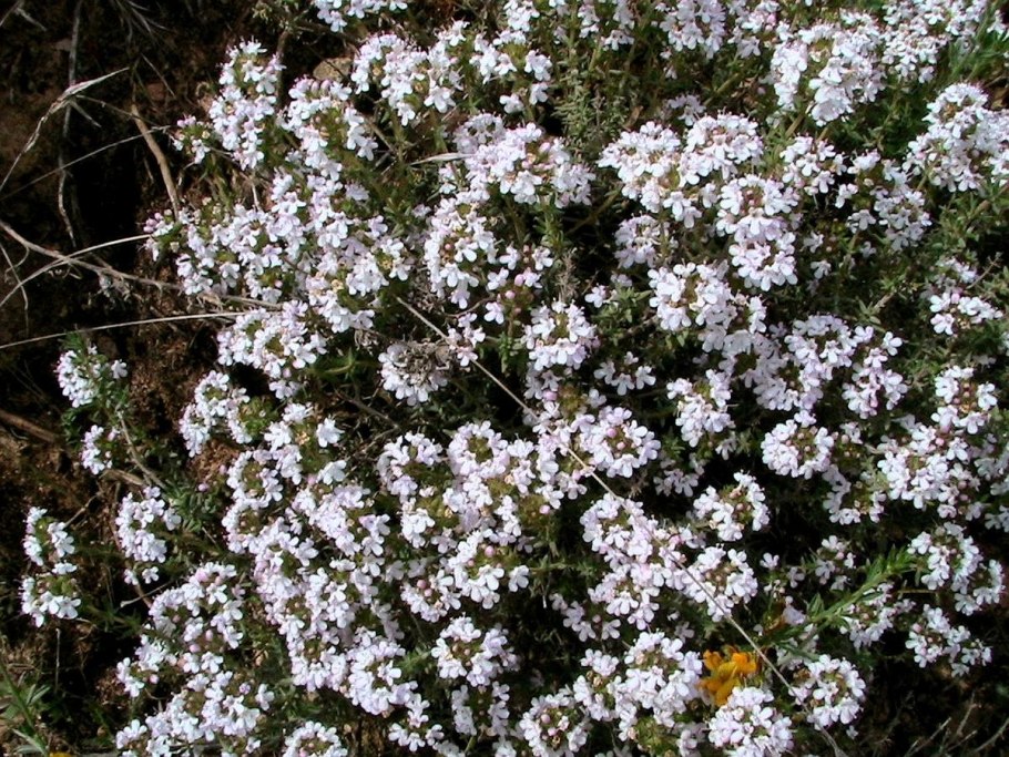 Тимьян ползучий (Thymus serpyllum) сиреневый