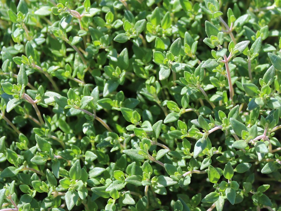 Тимьян обыкновенный Thymus vulgaris