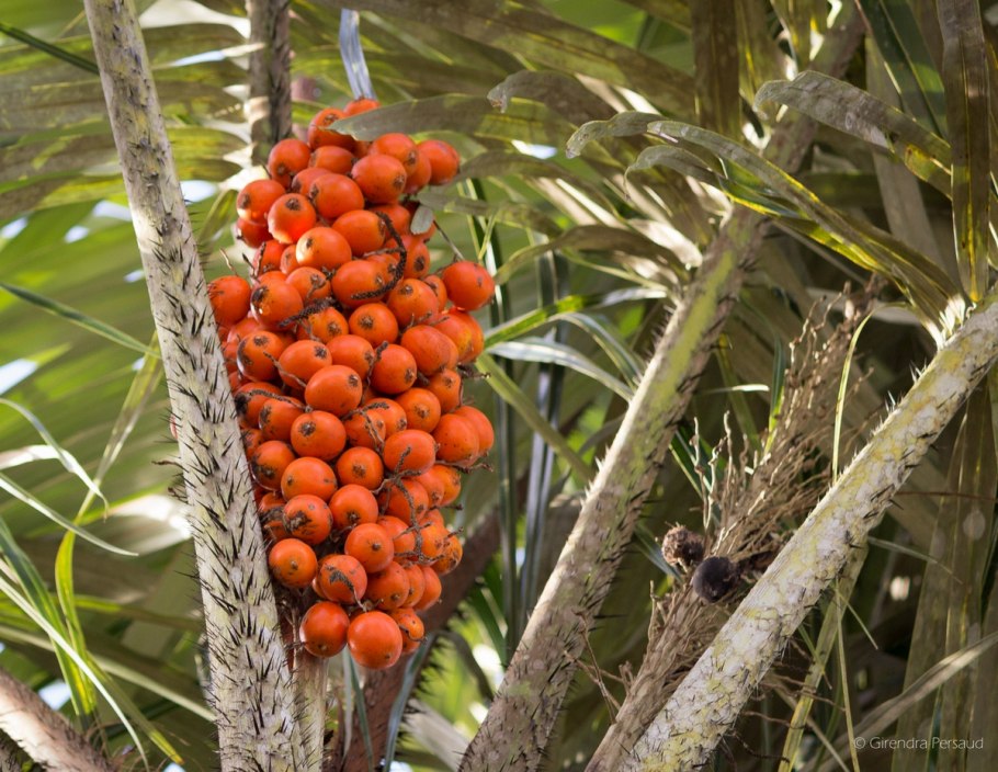 Astrocaryum Murumuru