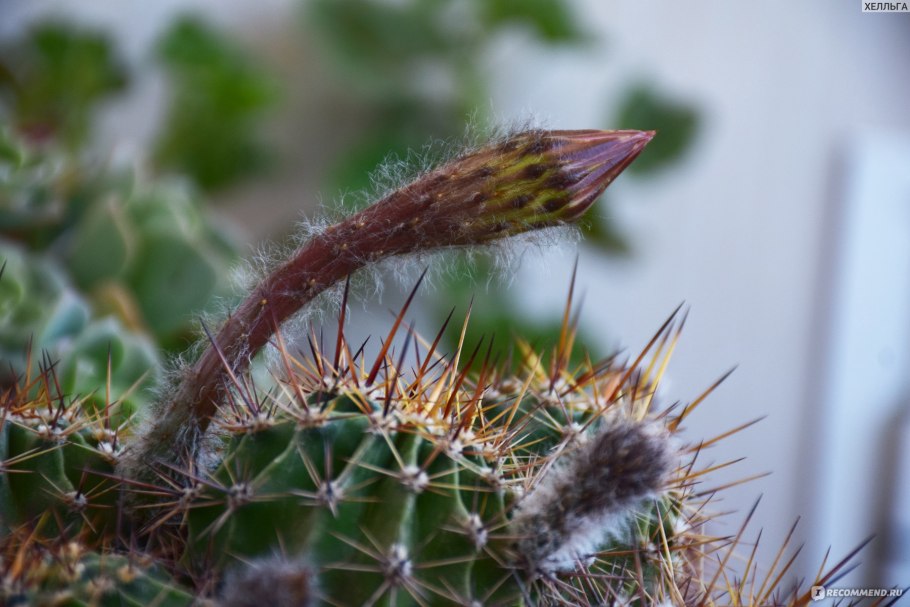 Финиковая Пальма