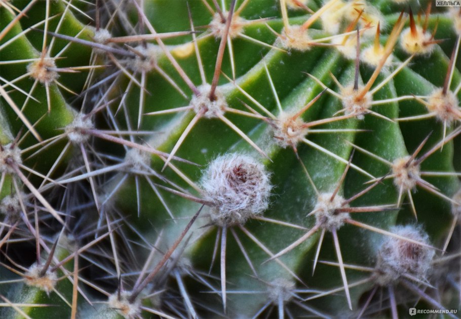 Плод опунции лост