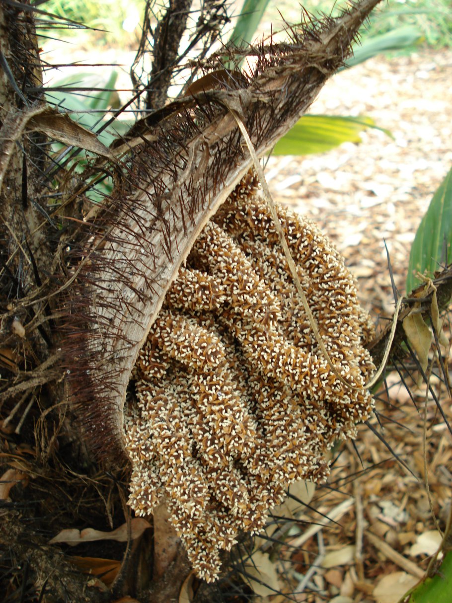 Astrocaryum mexicanum