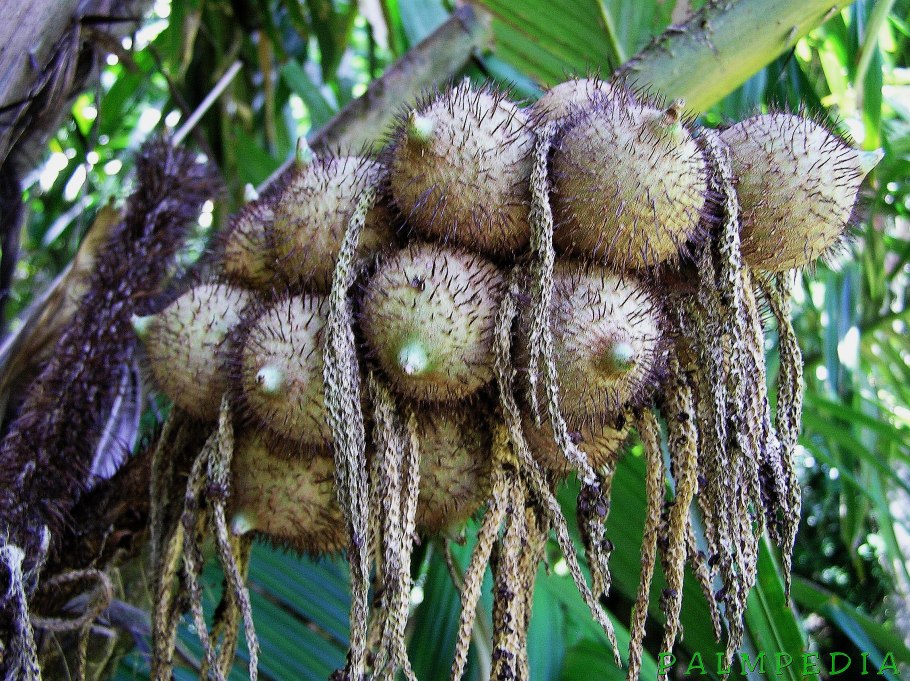 Пальма мурумуру