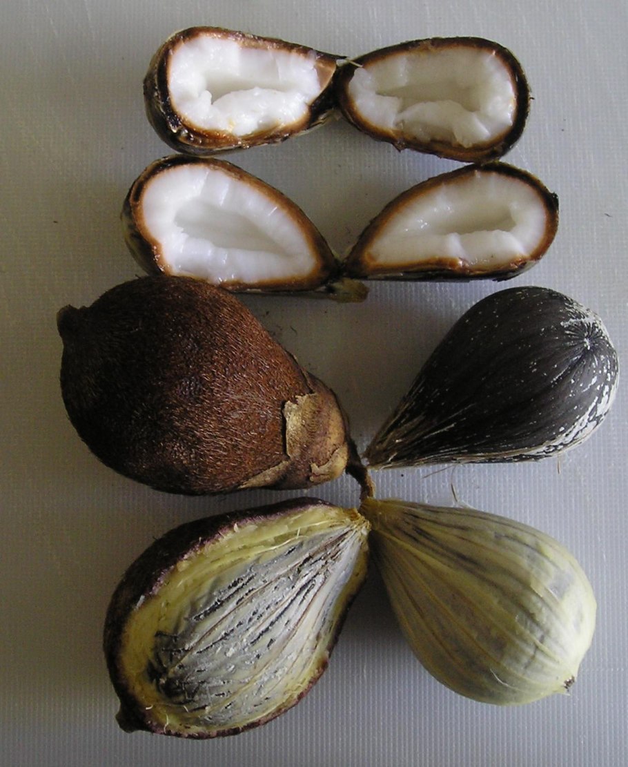 Astrocaryum aculeatissimum