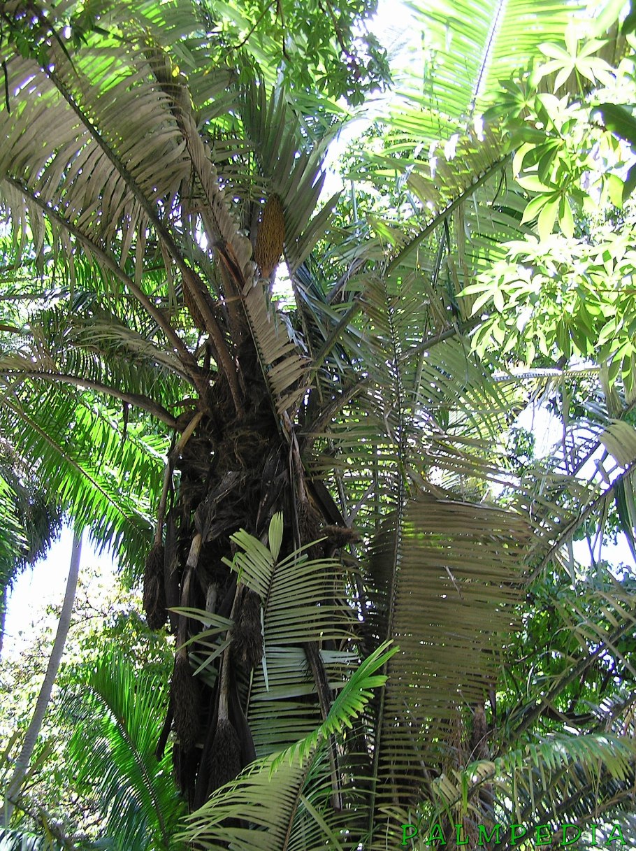 Кактус не колючий с ребрами