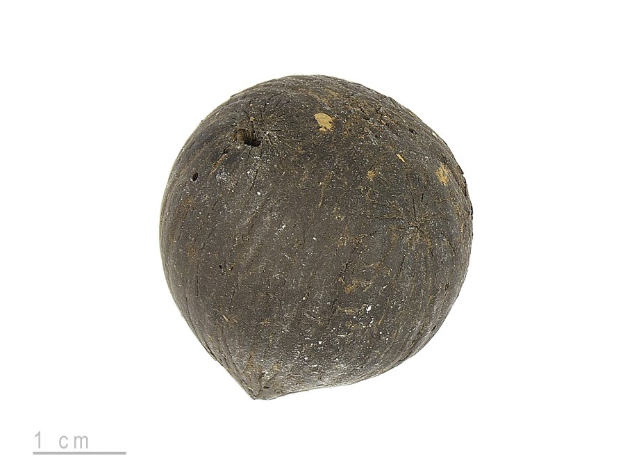 Кактус Анатолий