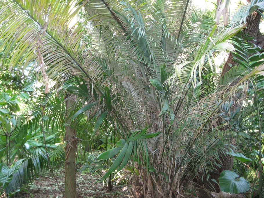 Astrocaryum aculeatissimum