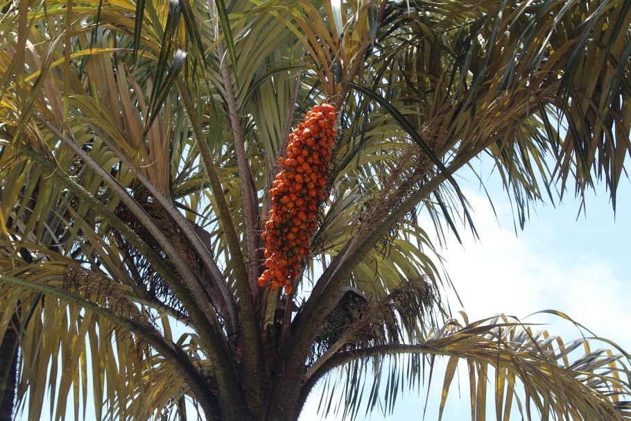 Пальма тукум