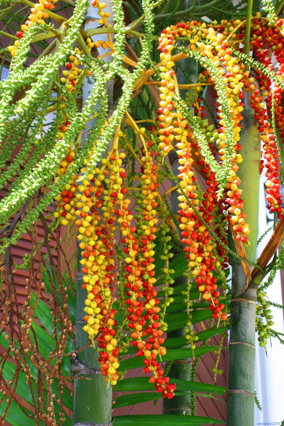 Astrocaryum Murumuru