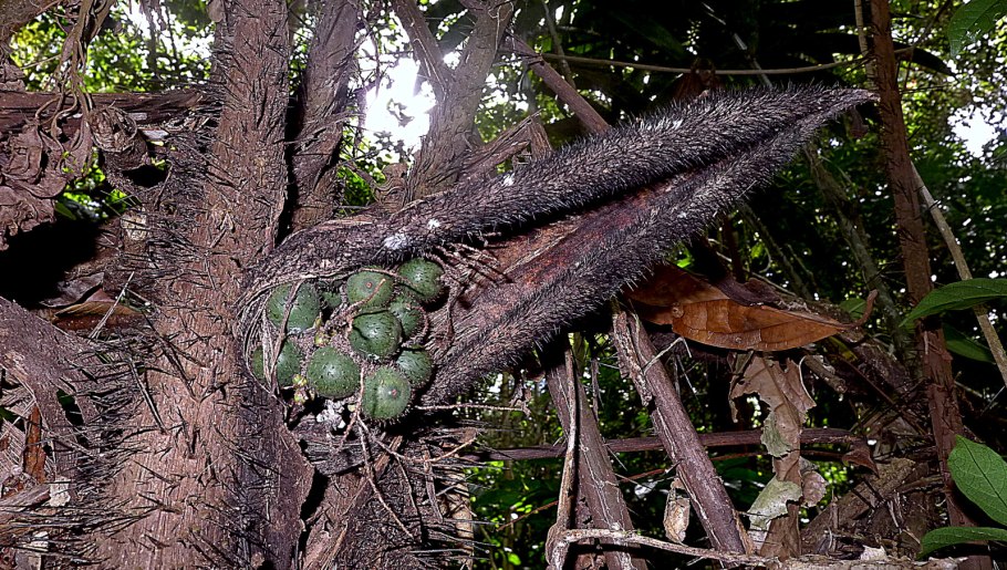 Персиковая Пальма