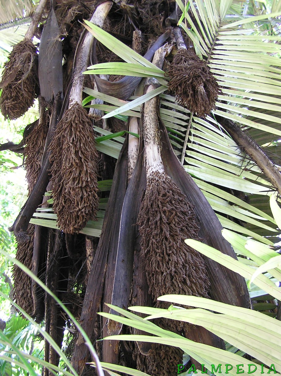 Амазонская Пальма мурумуру