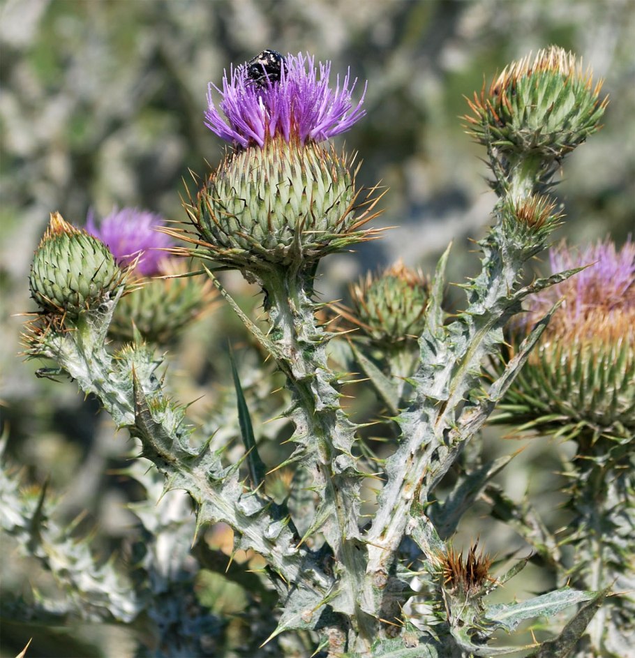 Гидра растение домашнее
