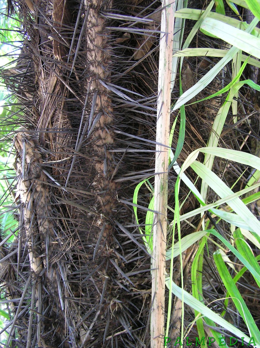 Пальма пириуао в Бразилии