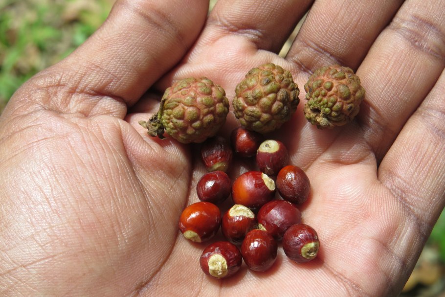 Пальма Бутия плоды