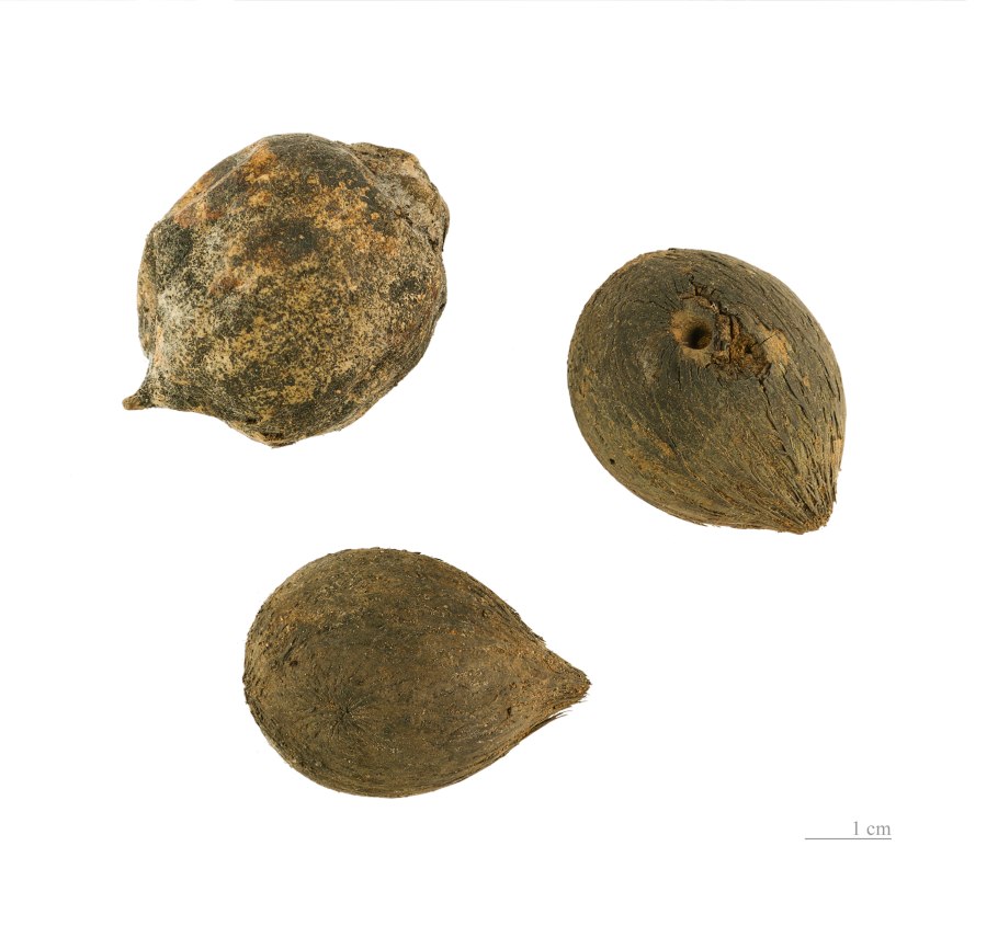 Татарник (Onopordum)