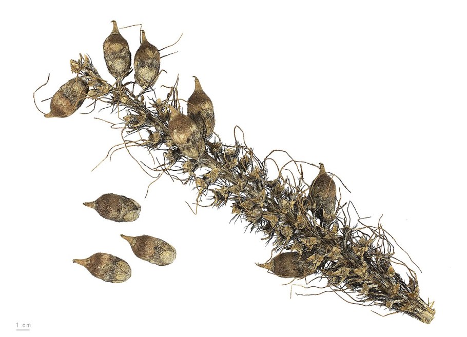 Древесина финиковой пальмы