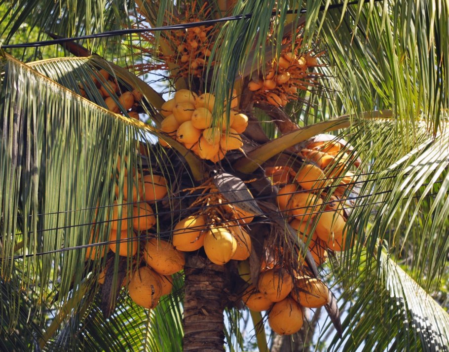 Astrocaryum mexicanum