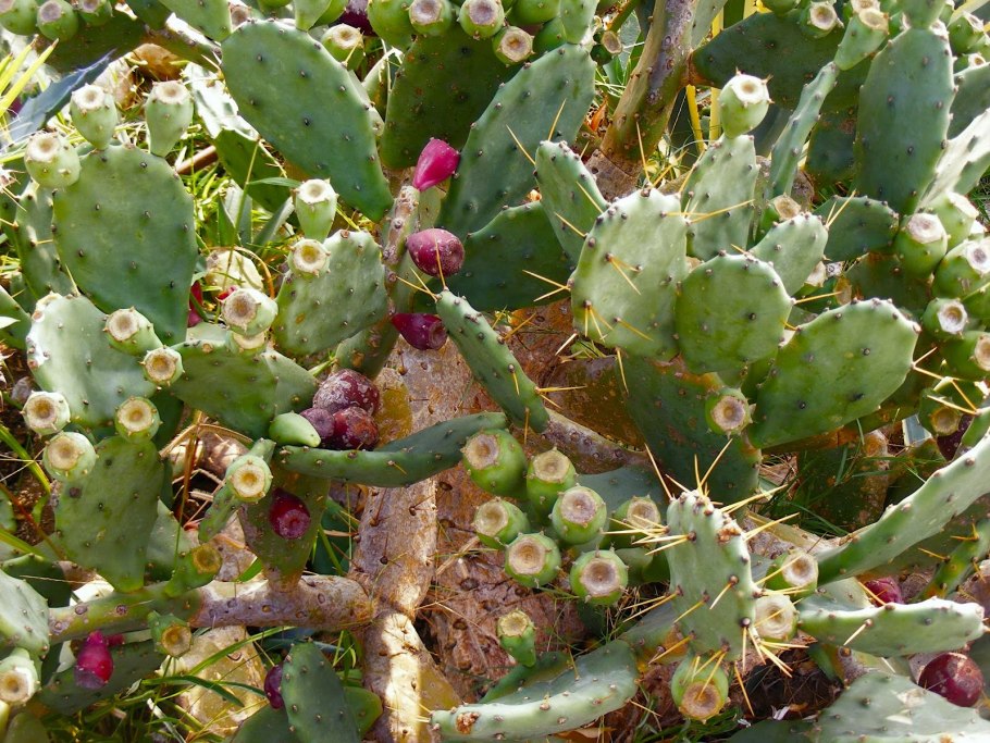 Aiphanes caryotifolia