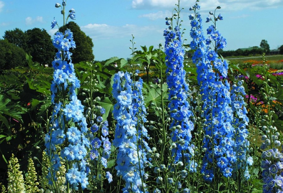 Дельфиниум Морфей