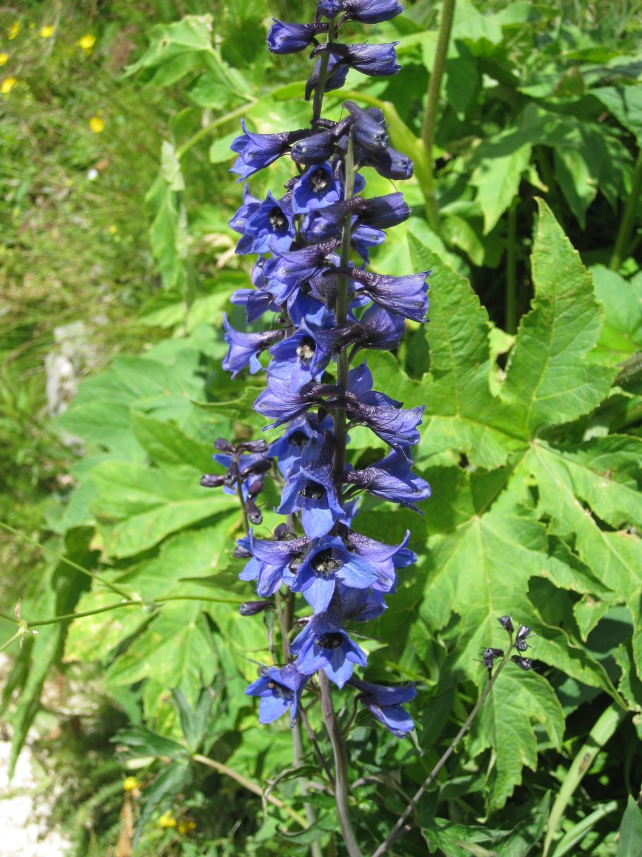 Дельфиниум Delphinium
