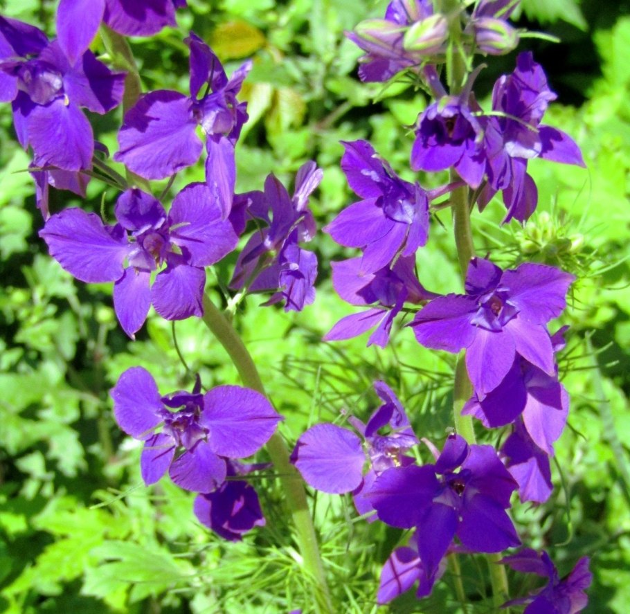 Живокость Полевая плод