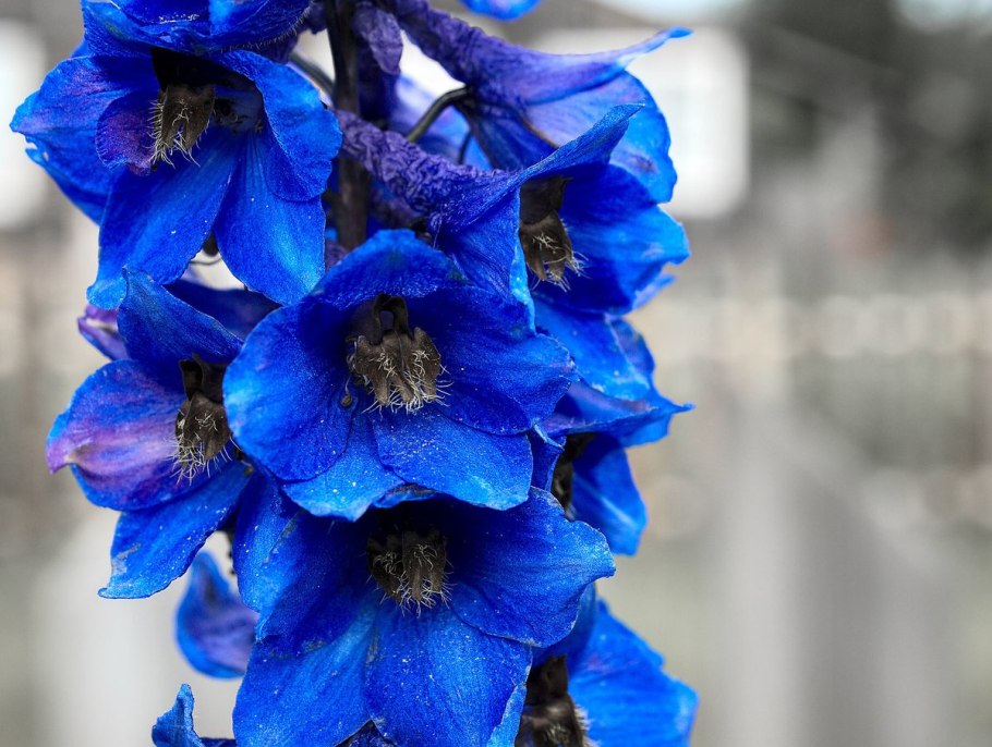 Дельфиниум синий