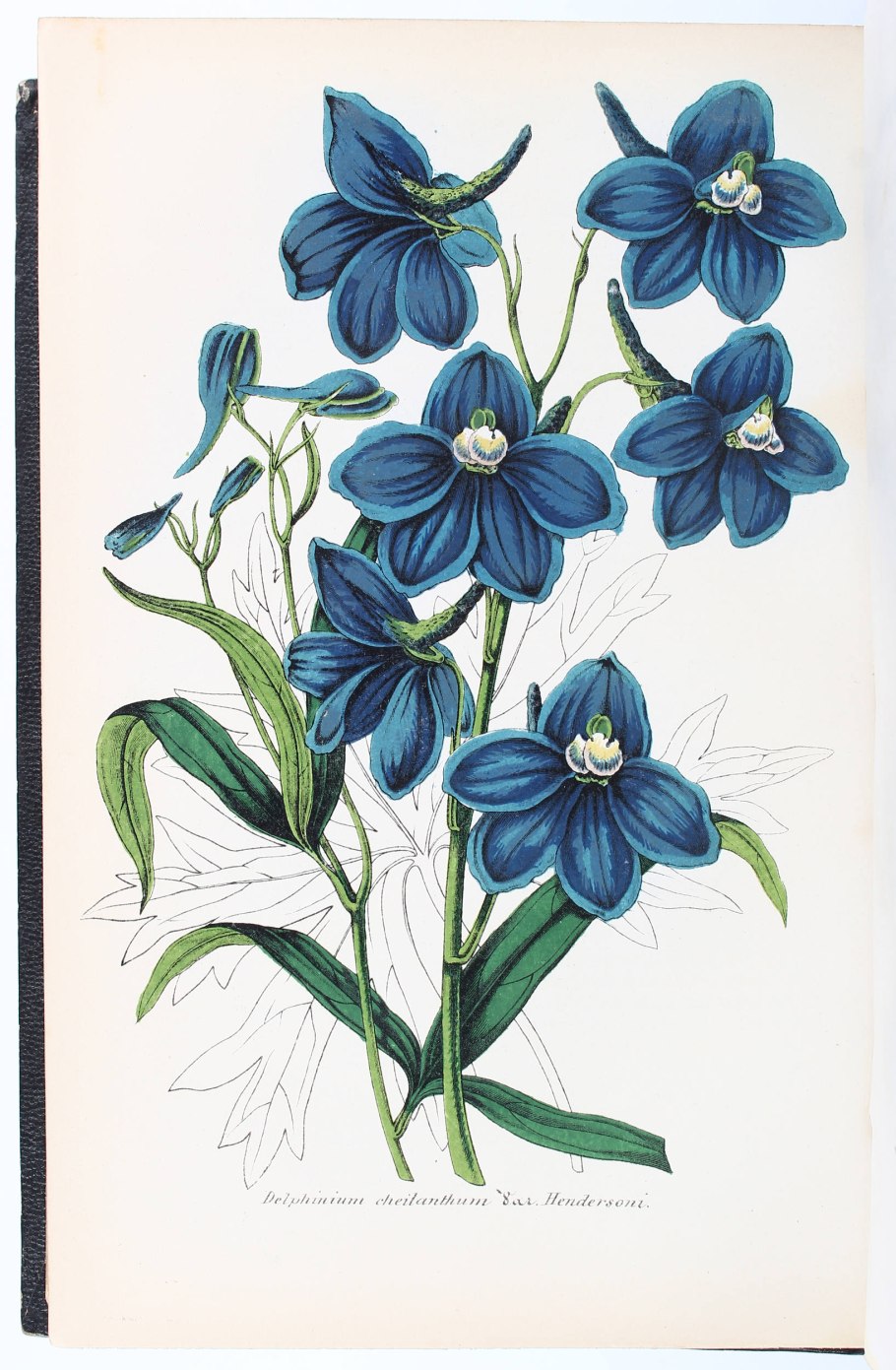 Шпорник дельфиниум