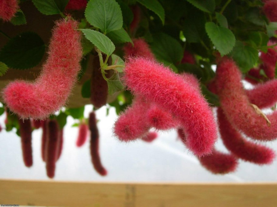 Acalypha wilkesiana