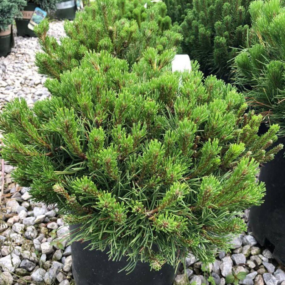 Сосна Горная mughus