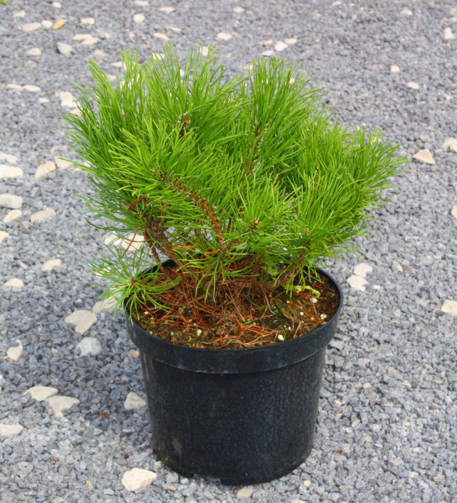 Сосна Горная Муго Муго