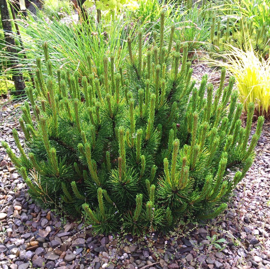Сосна Горная Пумилио