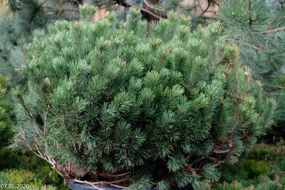 Сосна Горная pumilio Пумилио