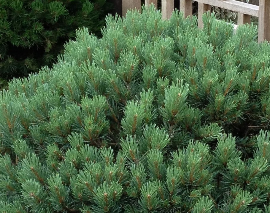 Сосна Горная Муго Мугус