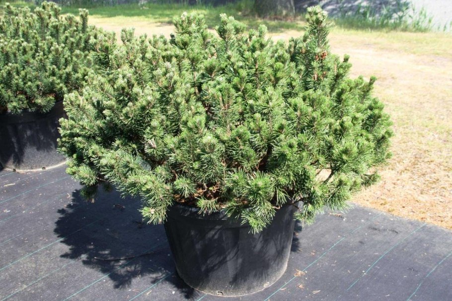 Сосна Горная mughus