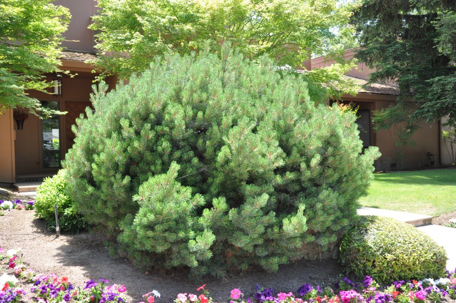 Сосна Горная Пумилио