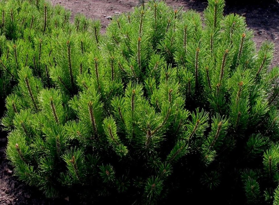 Сосна Горная Pinus mugo Mops
