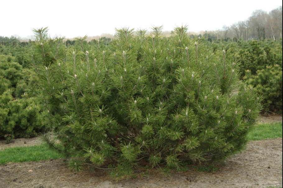 Сосна Горная Мугус у водоема